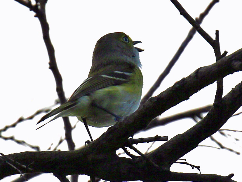 White Eyed Vireo1r