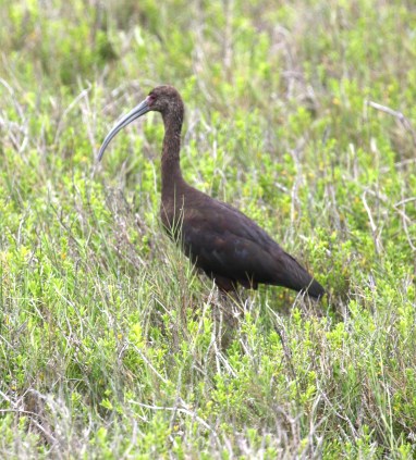 White Faced Ibis