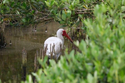 White Ibis