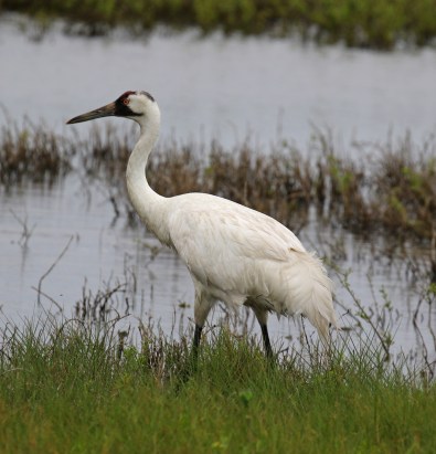 Whooping Crane5