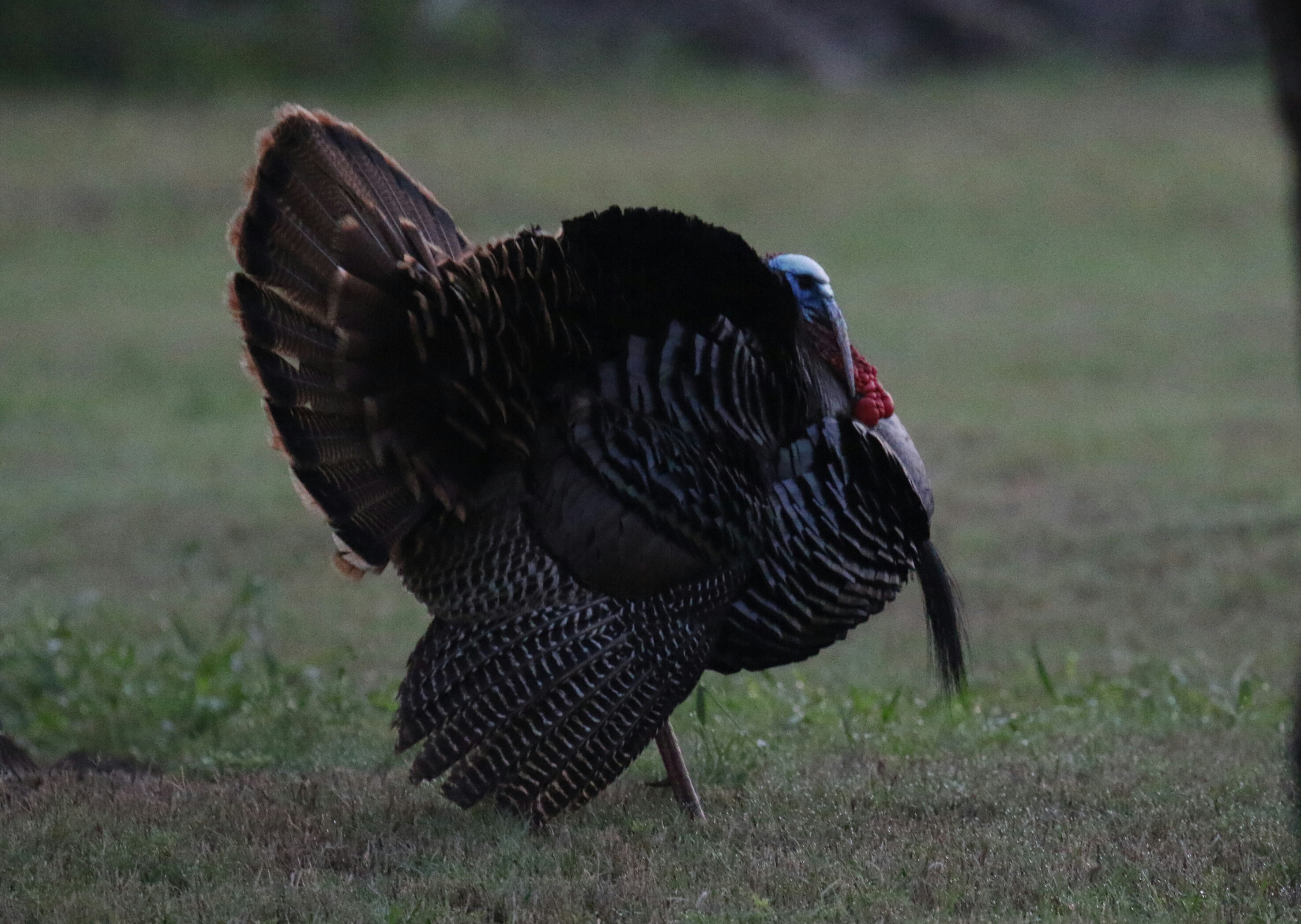 Wild Turkey .jpg