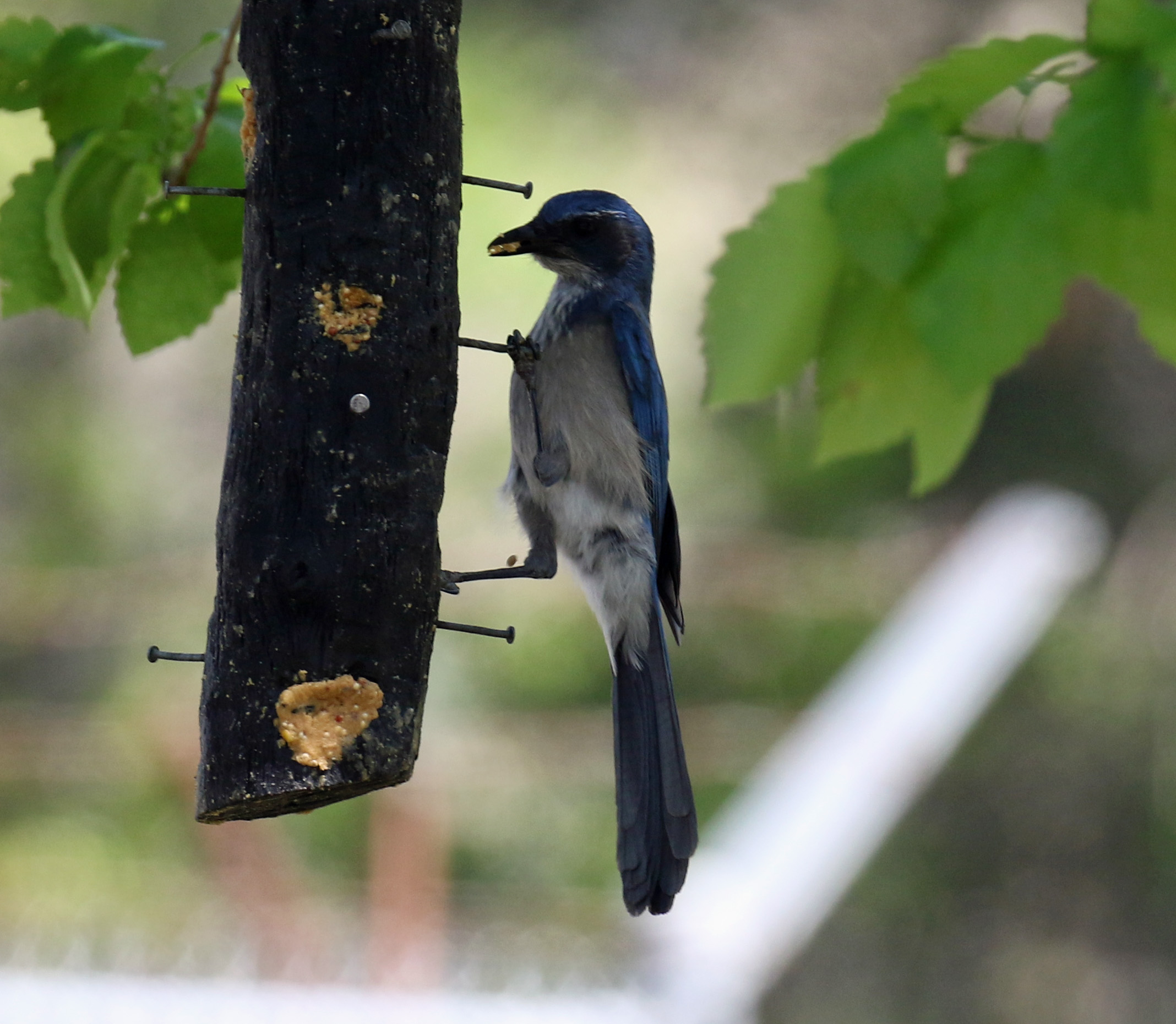 Woodhouse's Scrubjay
