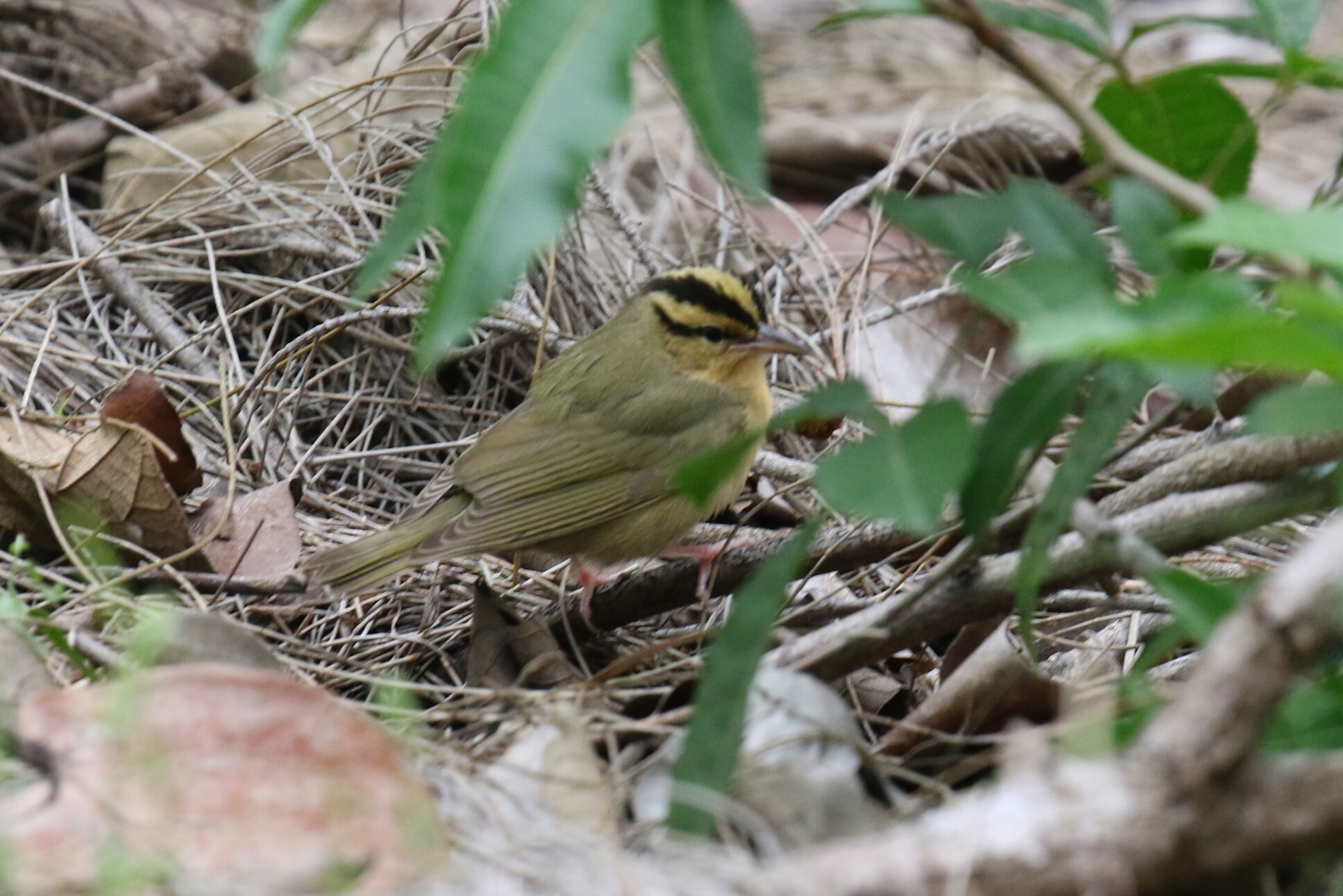 Worm Eating Warbler 2