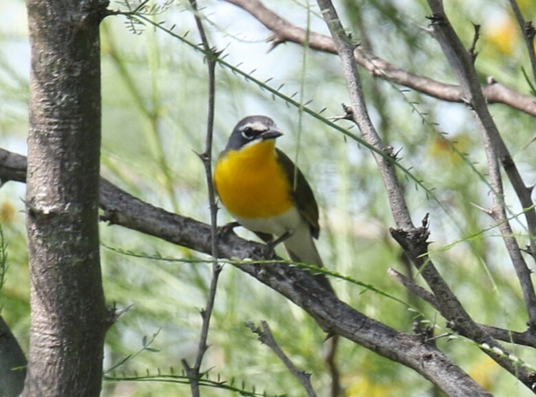 Yellow Breasted Chat