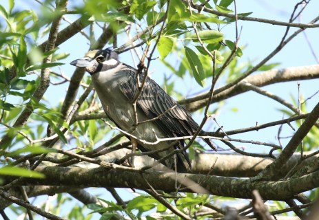 Yellow Crowned Night Heron
