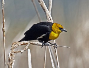 Yellow Headed Blackbird