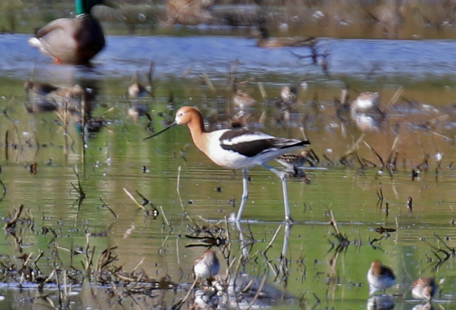 American Avocet