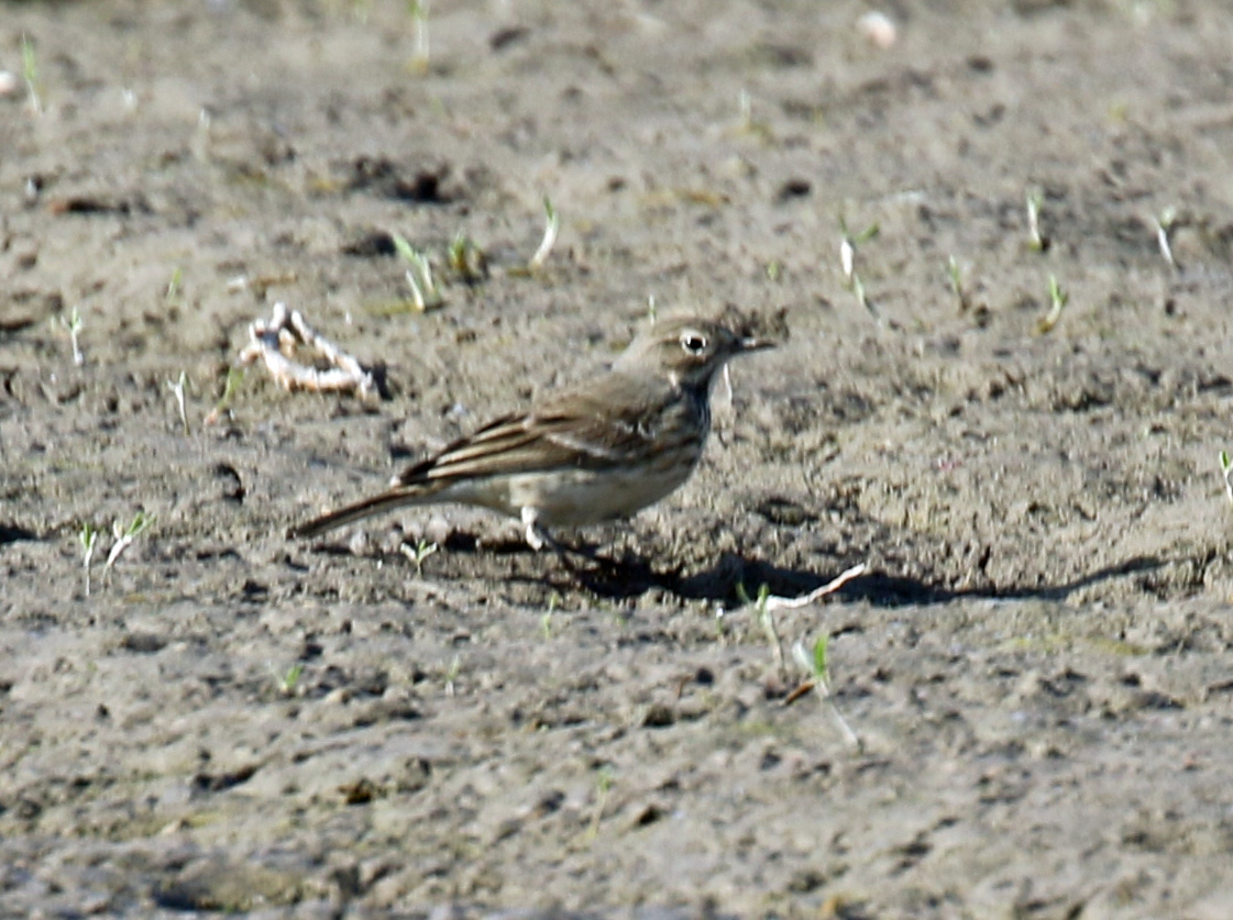 American Pipit