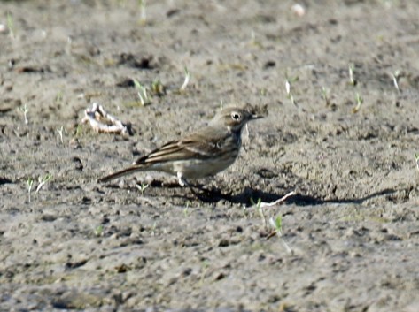 American Pipit