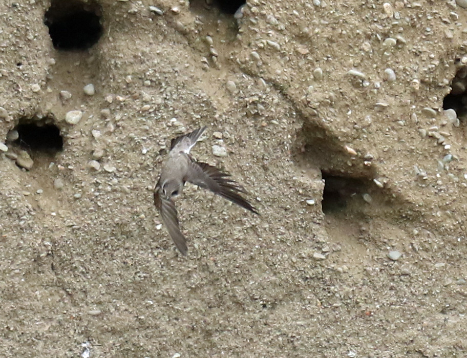 Bank Swallow Leaving Nest