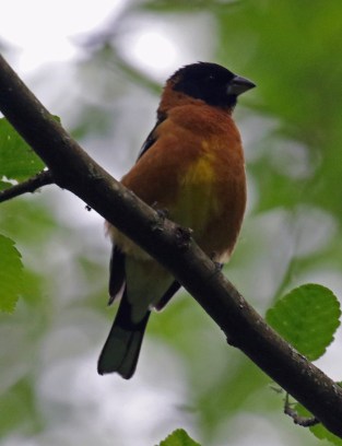 Black Headed Grosbeak