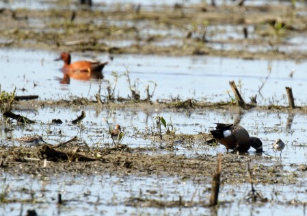 Blue Winged TEal with Cinnamopn Teal in Background