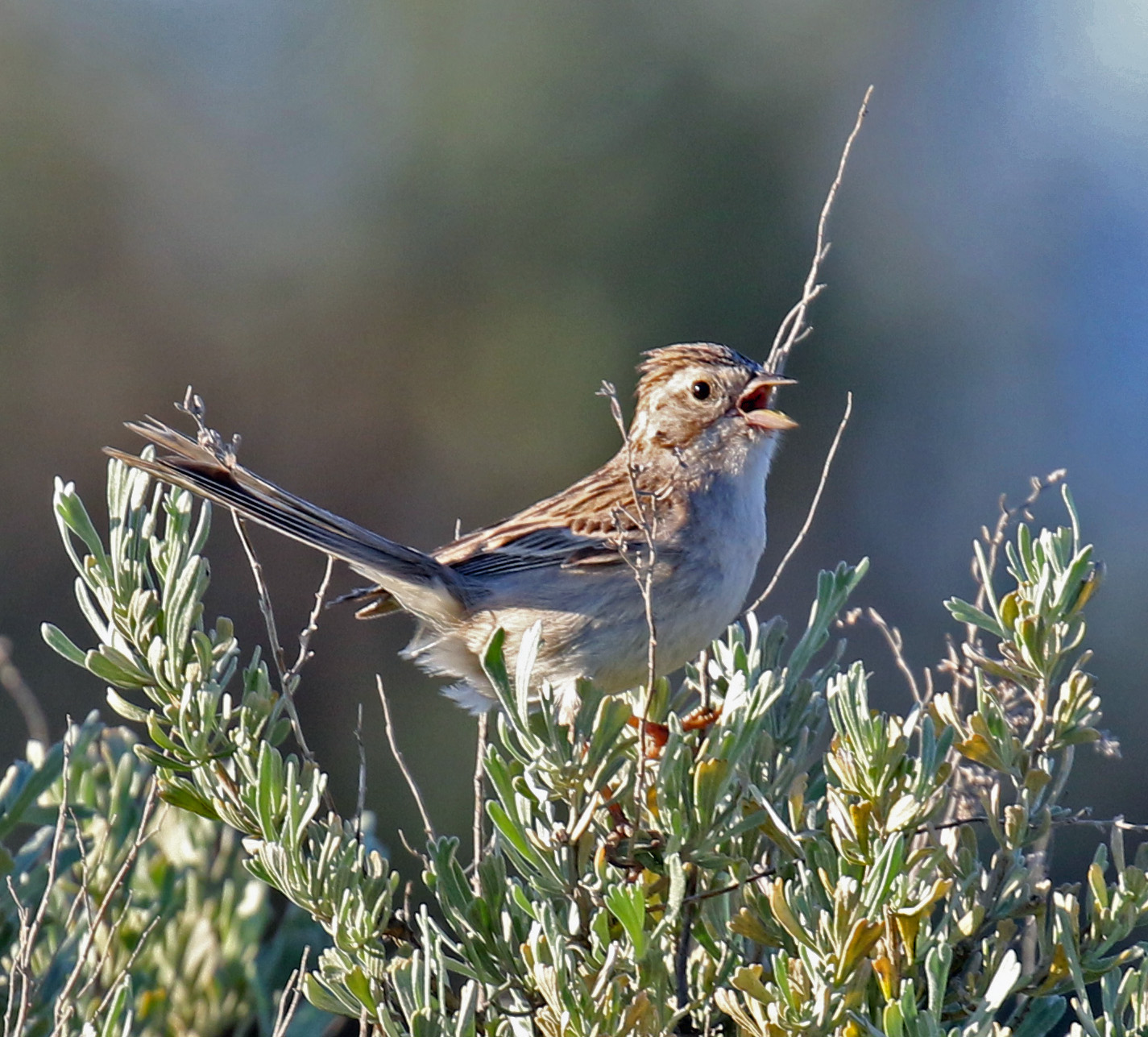 Brewer's Sparrow1