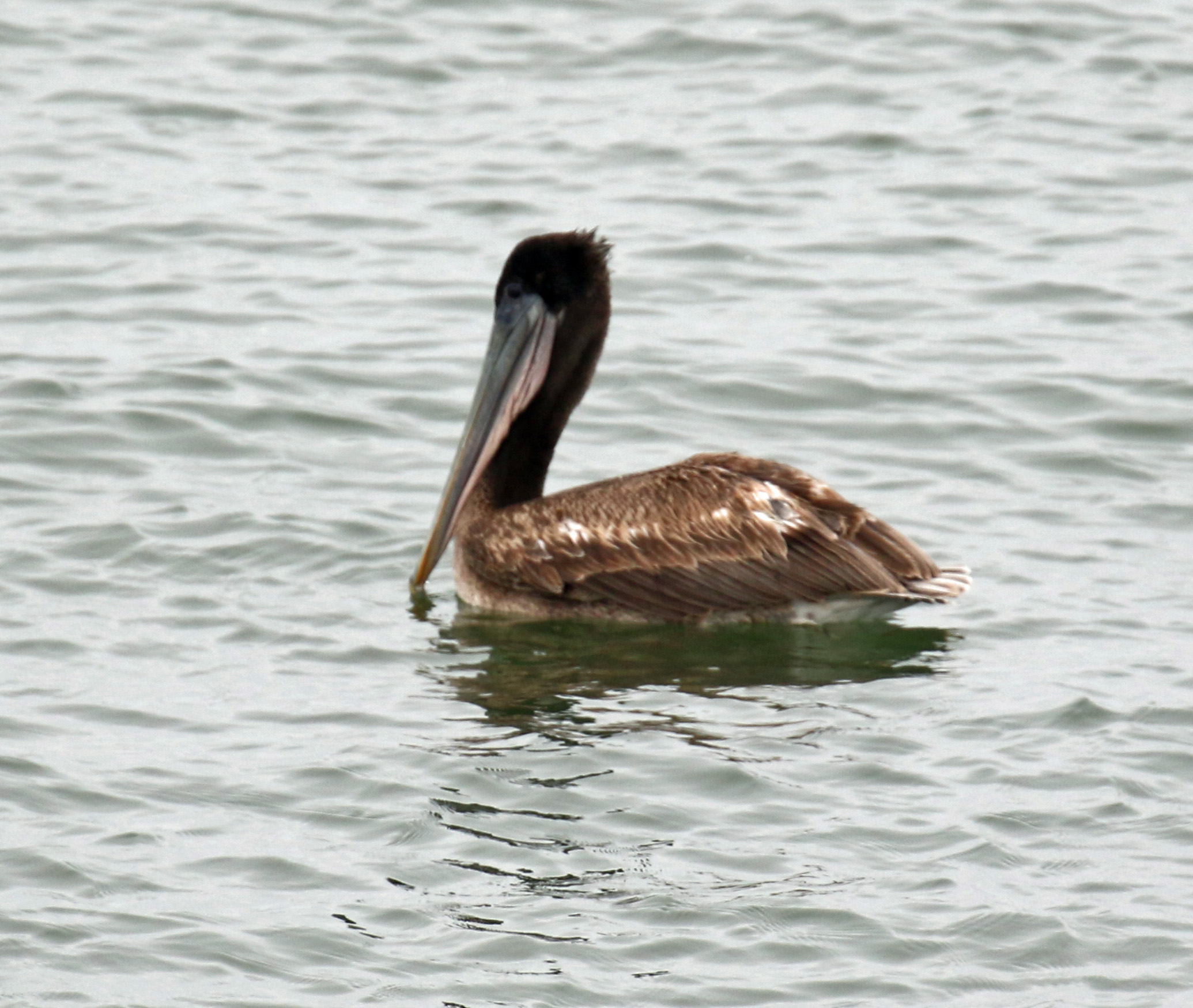 Brown Pelican