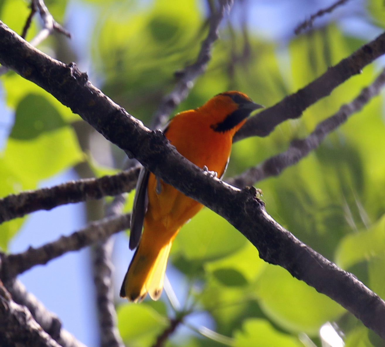 Bullock's Oriole