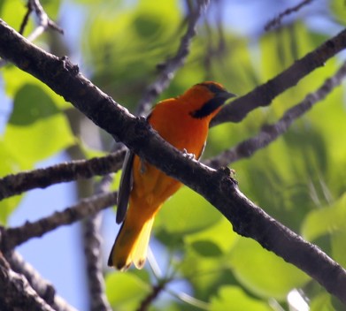 Bullock's Oriole