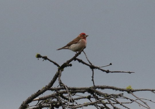 Cassin's Finch