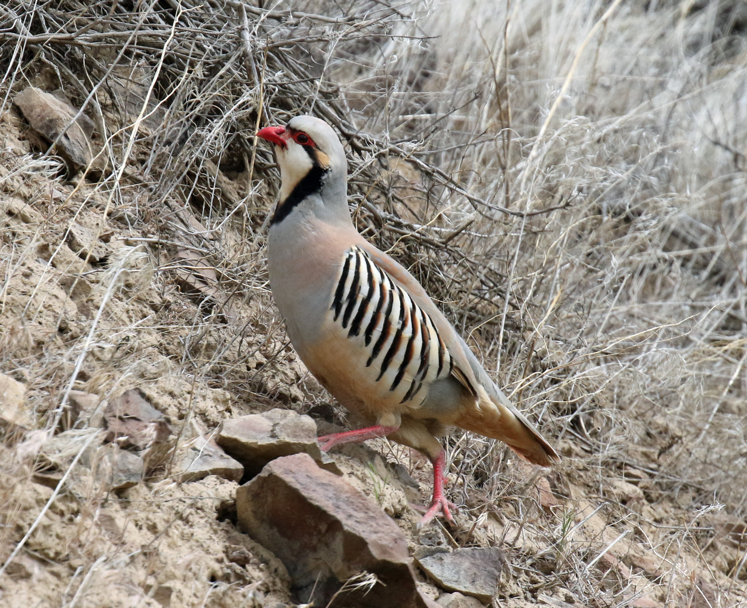 Chukar