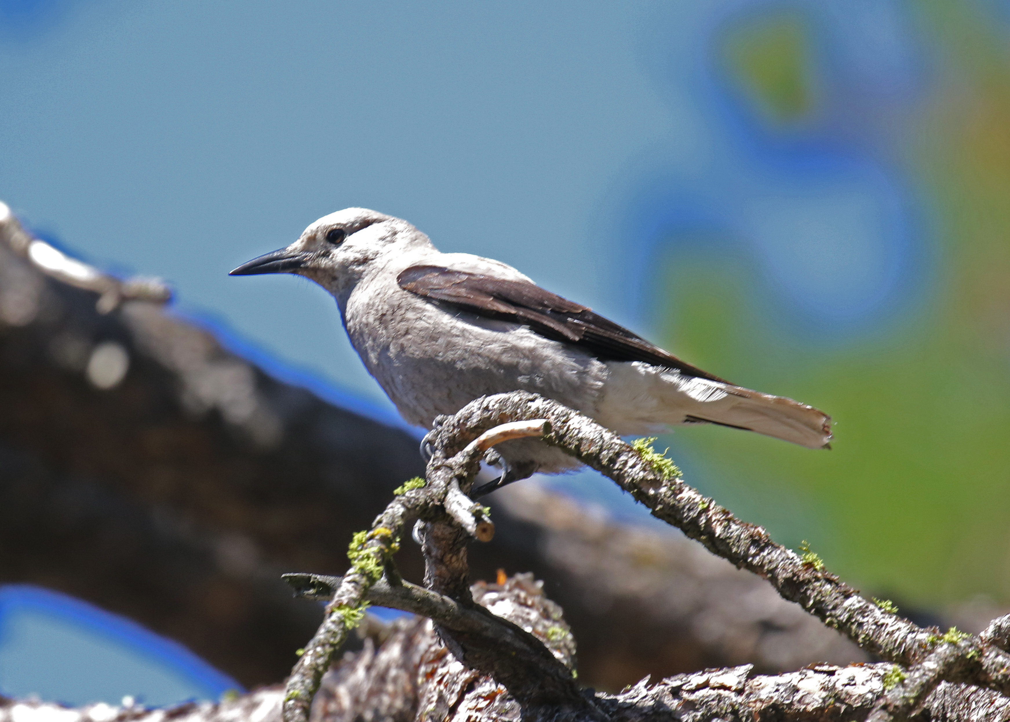 Clark's Nutcracker1