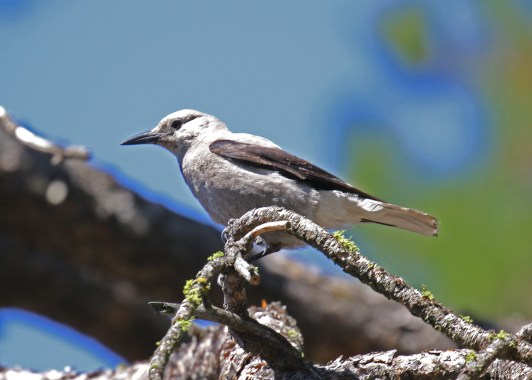 Clark's Nutcracker1