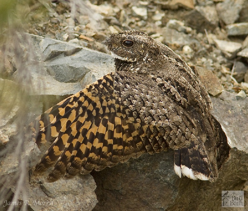 Common Poorwill
