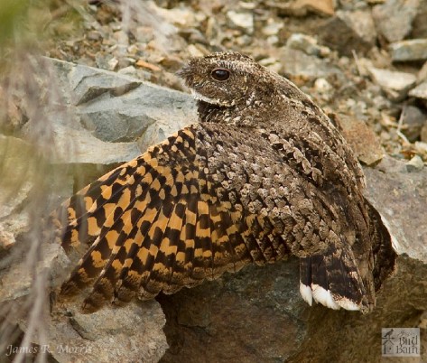 Common Poorwill