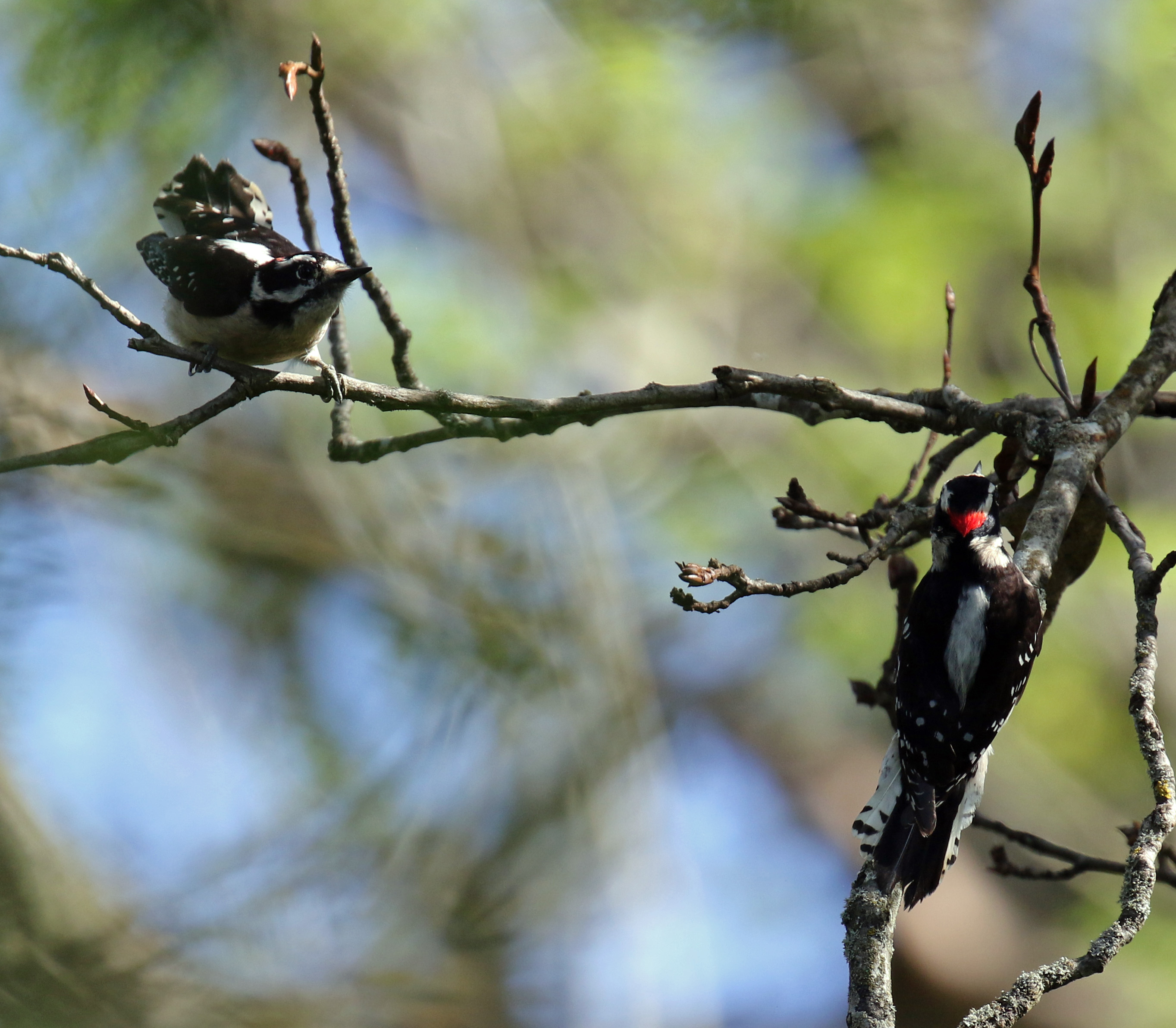 Downy Woodpeckers