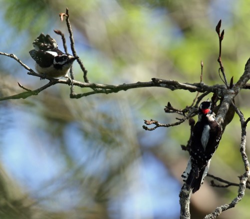 Downy Woodpeckers