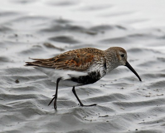 Dunlin