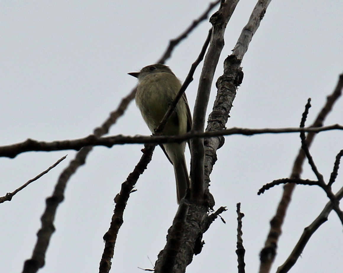 Dusky Flycatcher