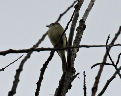 Dusky Flycatcher