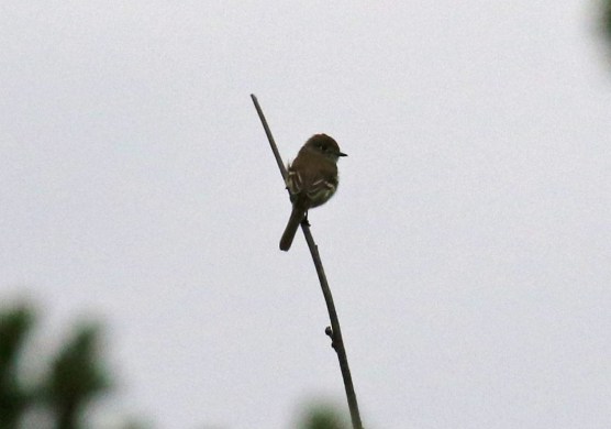 Dusky Flycatcher