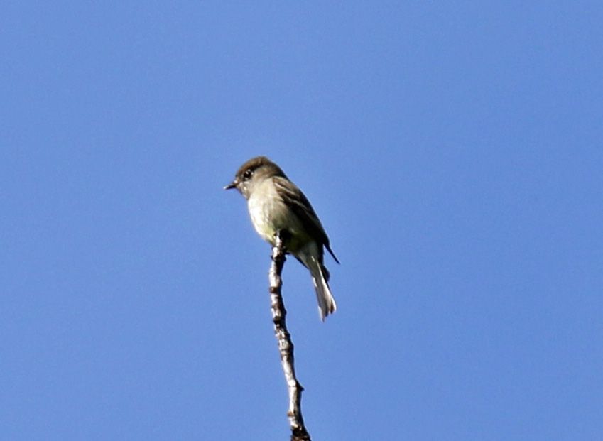 Hammond's Flycatcher