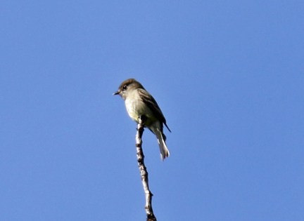 Hammond's Flycatcher