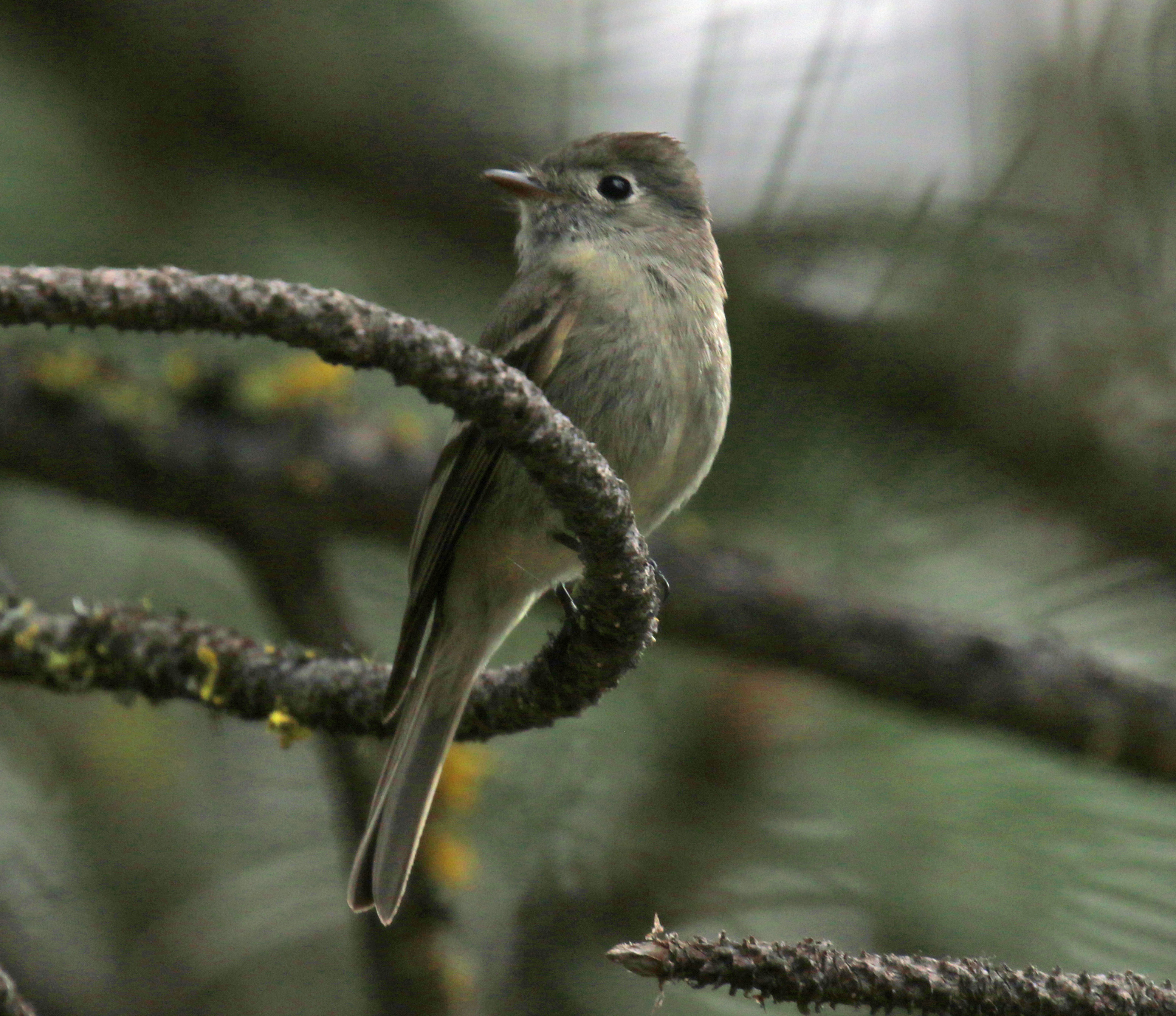 Hammond's Flycatcher1