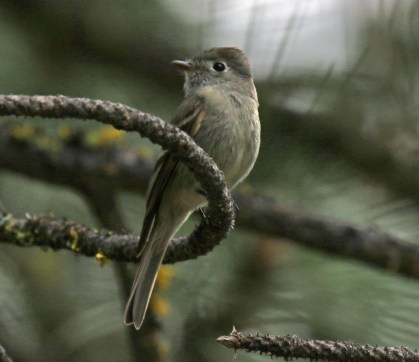 Hammond's Flycatcher1