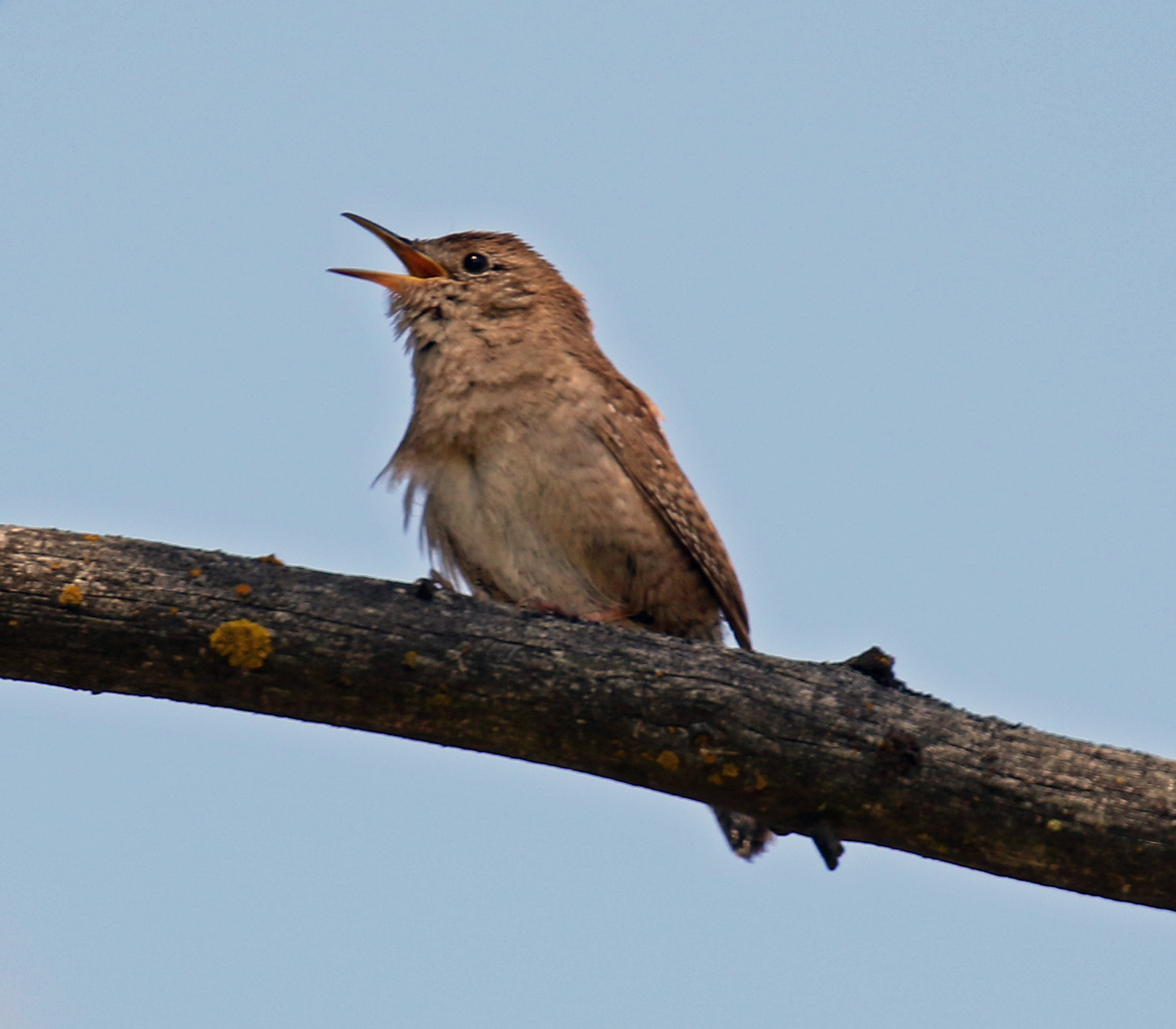 House Wren1