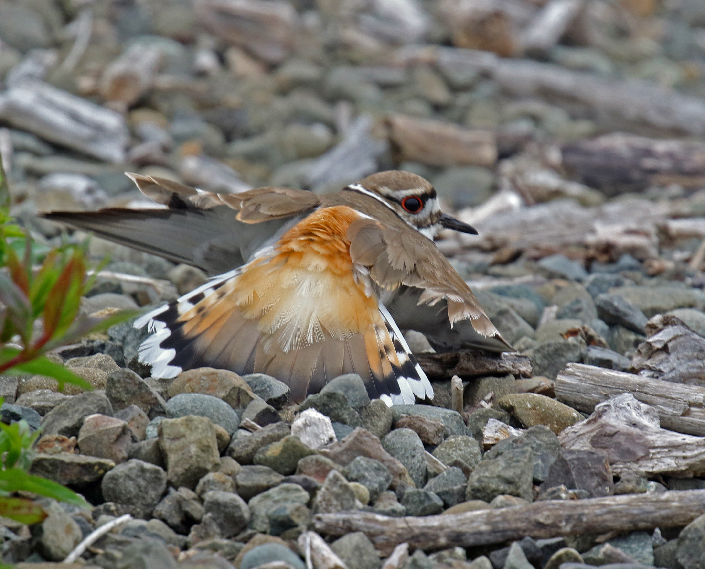 Killdeer (2)