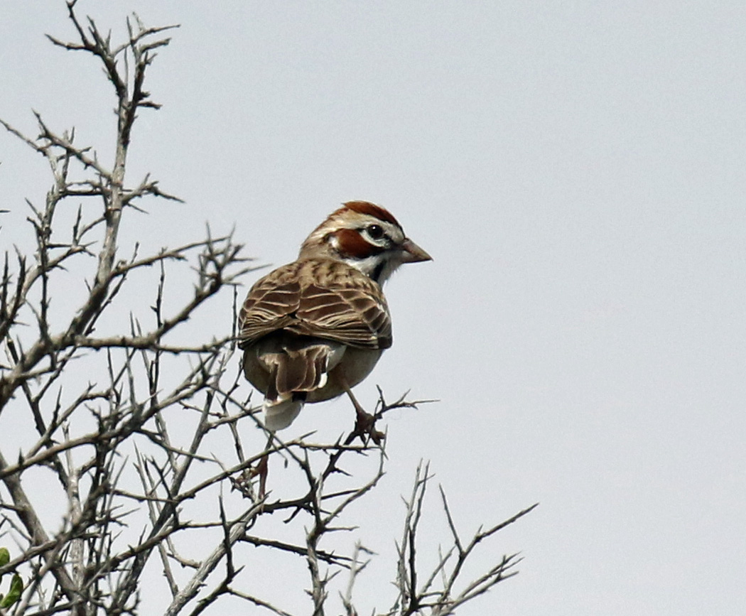 Lark Sparrow