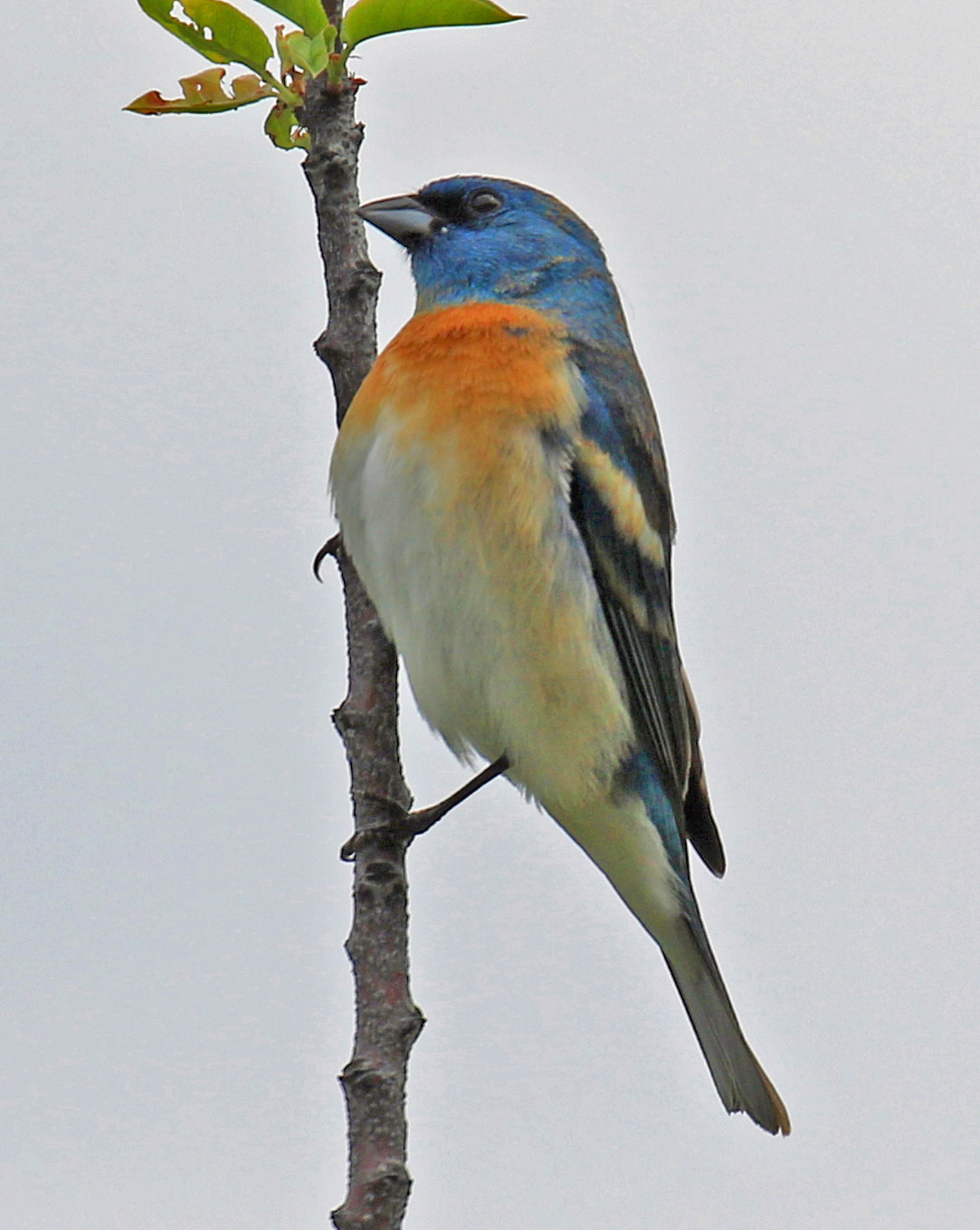Lazuli Bunting1