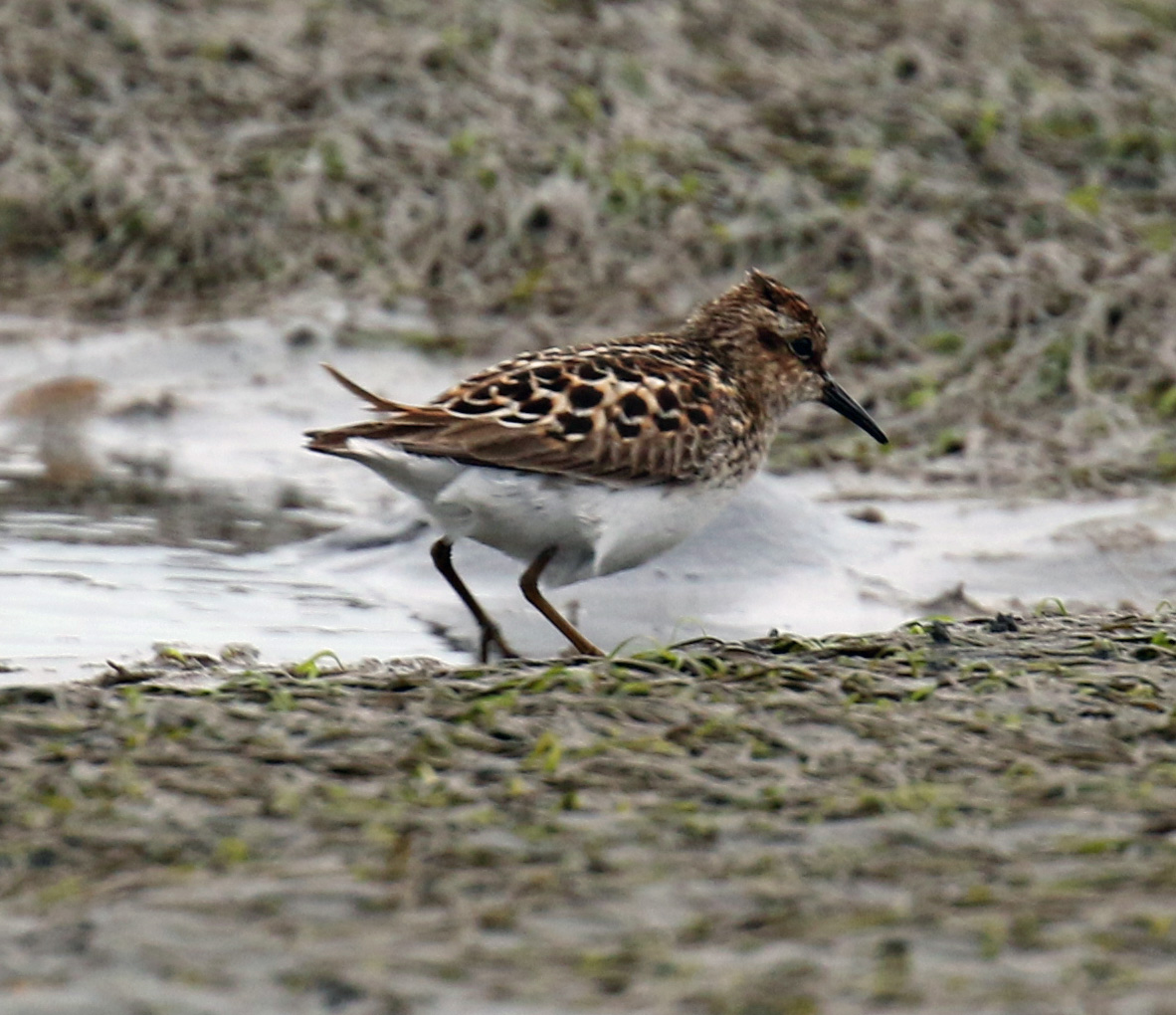 Least Sandpiper