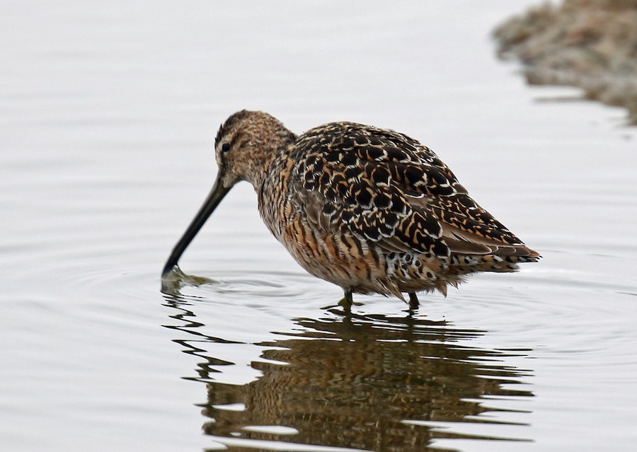 Long Billed Dowitcher