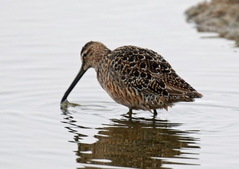 Long Billed Dowitcher