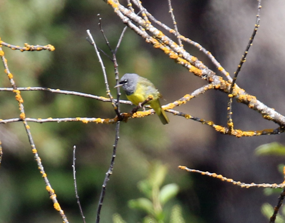 MacGillivray's Warbler