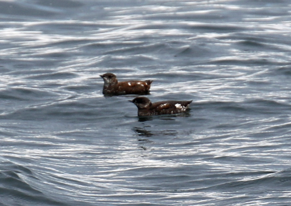 Marbled Murrelets