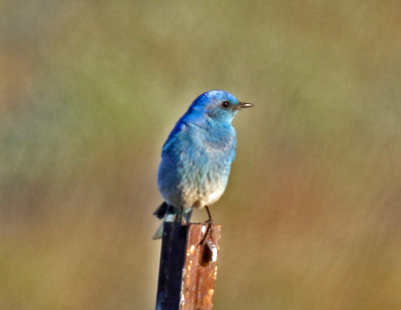 Mountain Bluebbird