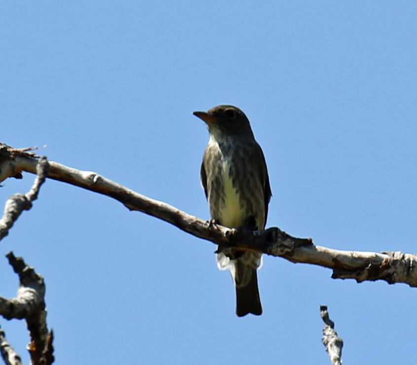 Olive Sided Flycatcher1