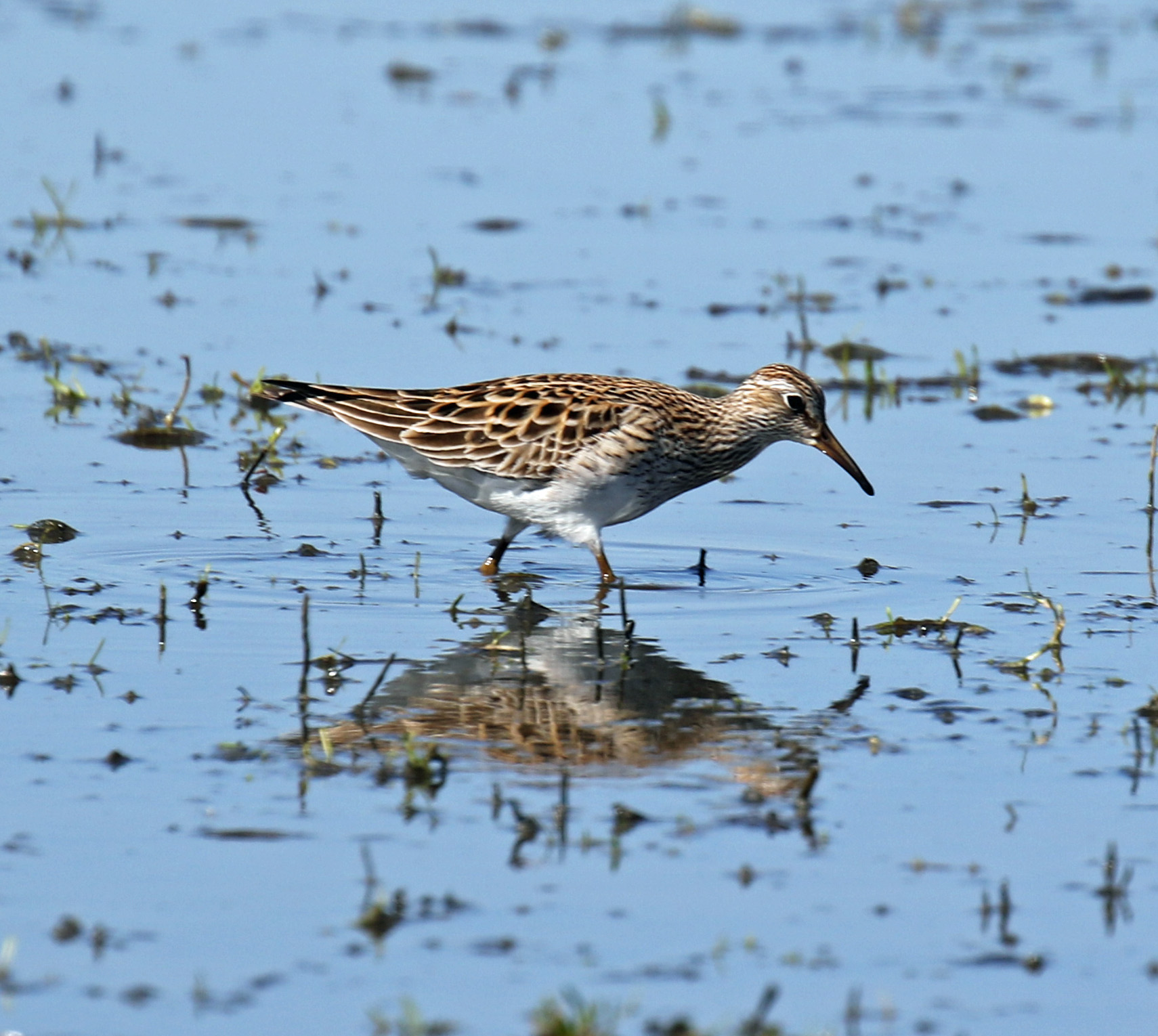 Pectoral Sandpiper1