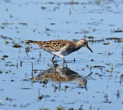 Pectoral Sandpiper1