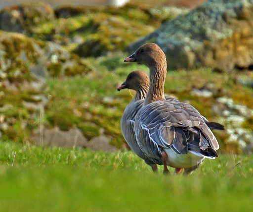 Pink Footed Geese